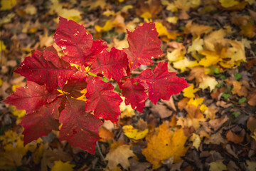 wallpaper or background autumn leaves on the ground fall red oak leaves foliage