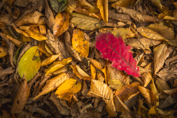 wallpaper or background autumn leaves on the ground fall red oak leaves foliage
