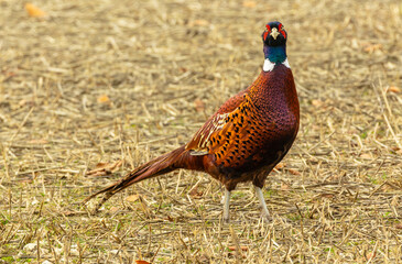 Pheasant cock bird,   colourful Ring-Necked male pheasant in Autumn, stood in cut corn field,...