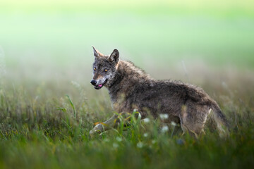 wild Grey Wolf Canis lupus in meadow scenery, autumn time north eastern part of Poland Europe, Knyszynska Primeval Forest