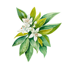 Branch of citrus tree with fresh green leaves and white flowers hand drawn watercolor illustration
