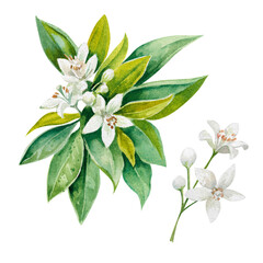 Branch of citrus tree with fresh green leaves and white flowers hand drawn watercolor illustration