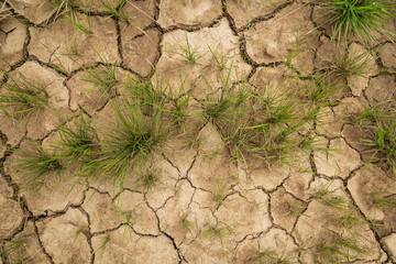 Cracks in dry soil. Top view.