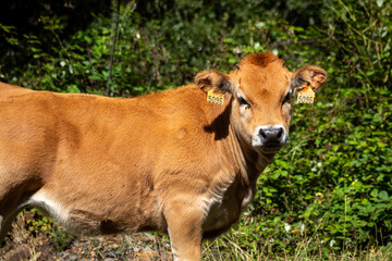 Fototapeta premium Calf