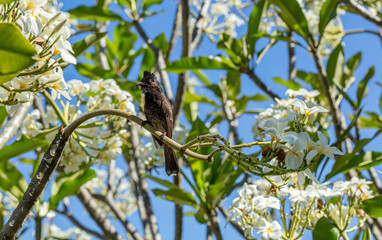 Oiseau BULBUL sur branche de Frangipanier en Polynésie