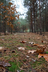 A pine grove, small pines and other trees stand in a row in a magical forest. Beautiful and cozy.