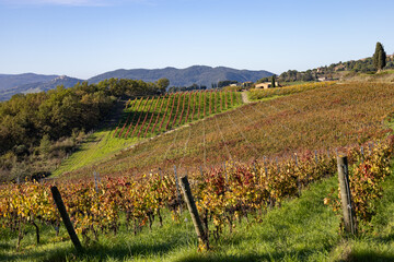 Obraz premium typical Tuscan landscape with cypresses trees and vineyards