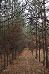 Fototapeta premium A pine grove, small pines and other trees stand in a row in a magical forest. Beautiful and cozy.