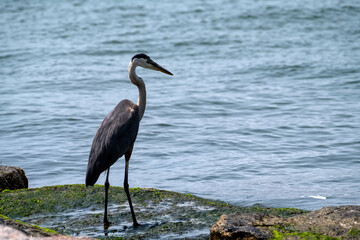 Blue Heron on the Shore Gulf of Mexico, nature, outdoors, bird, birding, gulf coast 
