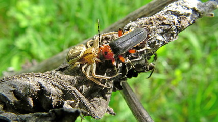 Sidewalk spider caught a beetle sitting on a branch