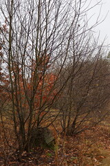 A romantic autumn walk along a magical path in the forest. Picturesque yellow foliage on the trees. Beautiful and cozy.