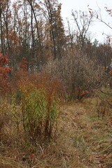 An incredible little Christmas tree in a field while walking along a magical path in the forest....