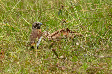 Oiseau vini, Capucin donacole  de Polynesie 