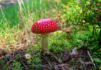 fly agaric mushroom