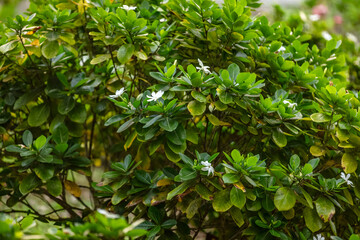 Obraz premium Arbuste du Tiare Tahiti 