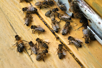 Bees remove dead insects from the hive.
Maintaining cleanliness in the hive is a prerequisite for the life of bees.

