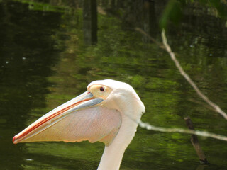 Close-up of the face of a friendly white pelican. He appears to be smiling. Blurred background of a lake and vegetation.