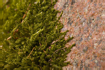 Fototapeta premium Olsztyński las miejski