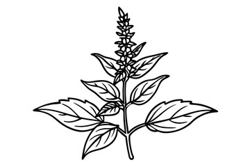 Elegant Line Silhouette Drawing of a Salvia Flower – Minimalist Art Inspiration