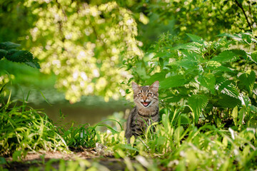Beautiful street cat meows with its mouth open outside in summer