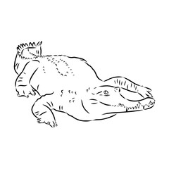 Crocodile sketch. Aligator. Vector hand drawn illustration