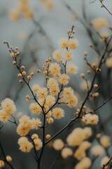 A Close-Up View of Delicate Yellow Mimosa Flowers Blooming in Early Spring Sunlight