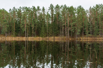 A serene view of a calm lake reflecting a dense forest of evergreen trees under a cloudy sky, showcasing the natural beauty of the outdoors in late autumn