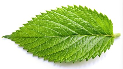 Fototapeta premium Closeup of serrated leaf back side with isolated background reflection