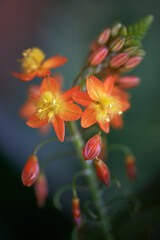 Flor de color naranja y amarillo en un fondo desenfocado verde