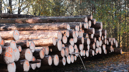 The storage of freshly cut logs is situated in a peaceful forest environment, highlighting our...