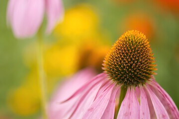 close up coneflower and pollen pistils, orange pollen pistils, colorful flower blossoms, pink coneflower, pretty pink flower with pollen pistil, pink petals and colorful background