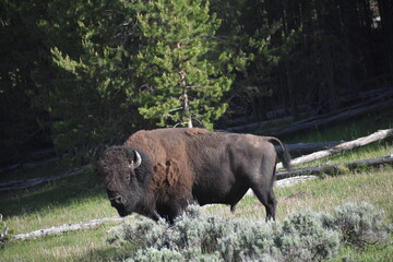 bison in national park © Kathy