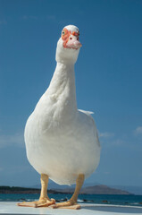 Portrait of domestic white musk duck closeup