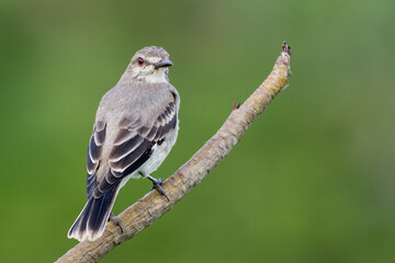 Gray monjita 