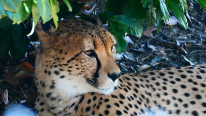 Portrait einen Gepard  © cagala