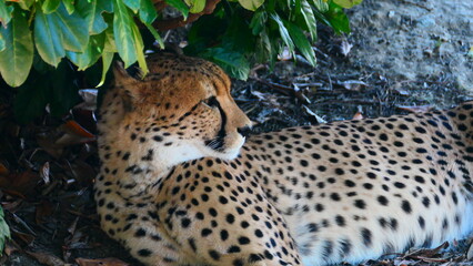 ruhender Gepard © cagala