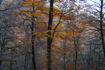 Fototapeta premium trees in autumn