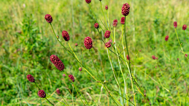 Sanguisorba officinalis or great burnet is herbaceous perennial plant in family Rosaceae, subfamily Rosoideae. Field or meadow medicinal plants