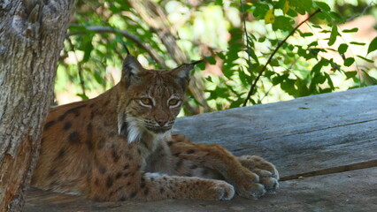 ruhender Luchs im Tiergarten 