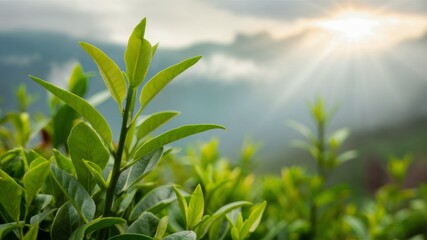 Obraz premium Tea Plant under sunlight: Fresh green tea plants thrive under the morning sun, painting a picturesque landscape of growth and vitality, embracing a tranquil atmosphere