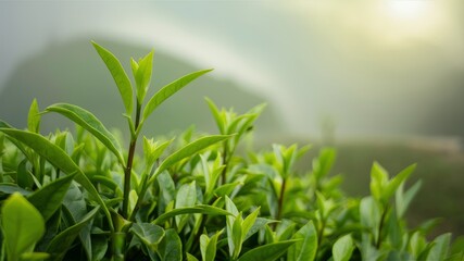 Fototapeta premium Tea Plantation: A close-up shot showcases the vibrant, lush green tea plants with the sun shining over a misty backdrop
