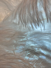 Feathers are white. Background of white bird feathers. Fashionable
