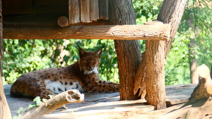 Luchs im Tierpark 