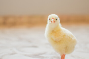 baby chicken
