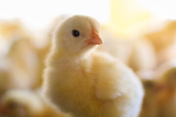 baby chicken
