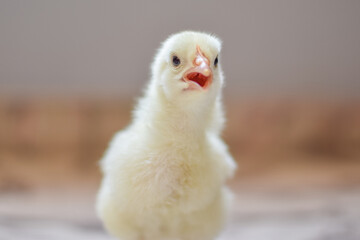 baby chicken