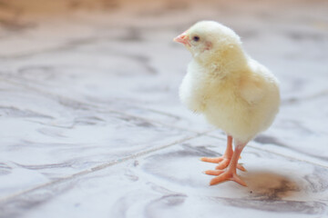 baby chicken