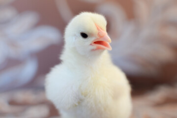 baby chicken