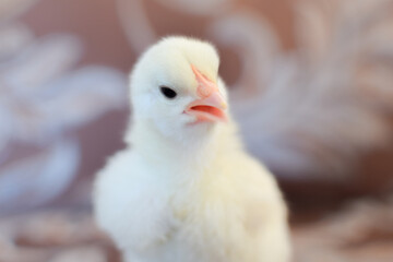 baby chicken