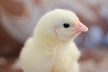 baby chicken